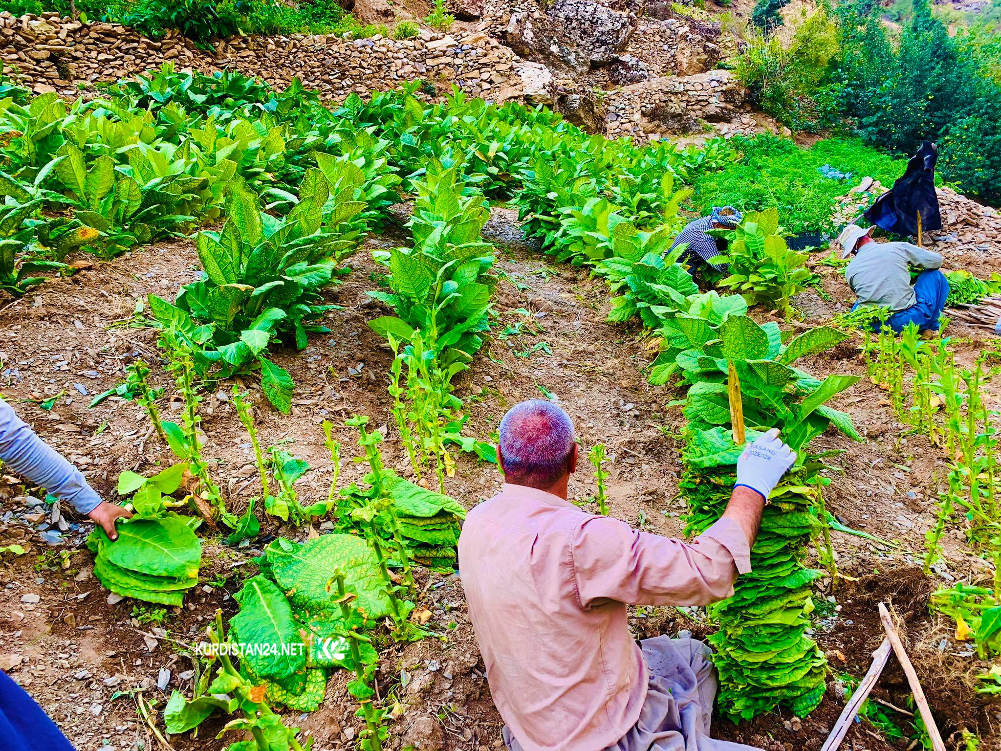 Photo: Kurdistan 24